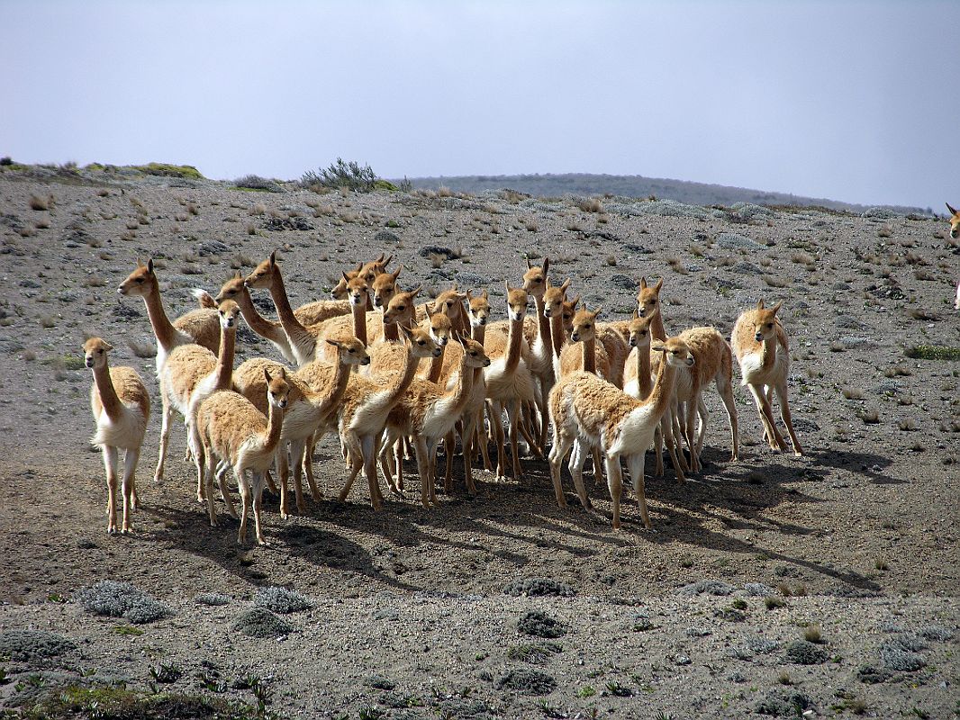 Ecuador Chimborazo 03-01 Herd Of Wild Vicunas On The Way To Chimborazo